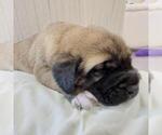 Small Photo #4 Mastiff Puppy For Sale in WEATHERFORD, TX, USA