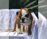Small Photo #4 Bulldog Puppy For Sale in ORLANDO, FL, USA