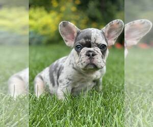 French Bulldog Puppy for sale in MARIETTA, GA, USA