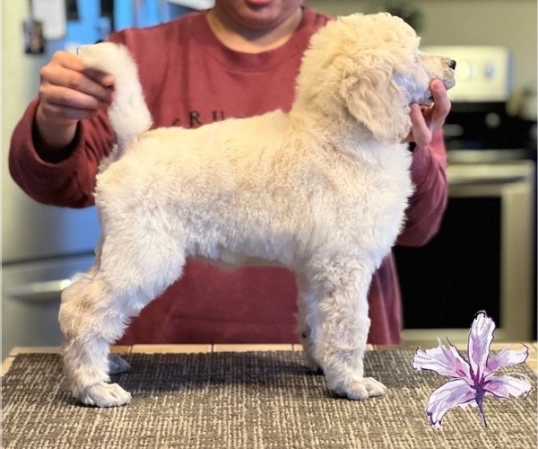 Medium Photo #3 Poodle (Standard) Puppy For Sale in MOSES LAKE, WA, USA