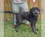 Small #1 Mutt
