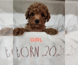 Medium Maltipoo (Miniature)