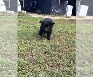 German Shepherd Dog Puppy for sale in ELGIN, OK, USA