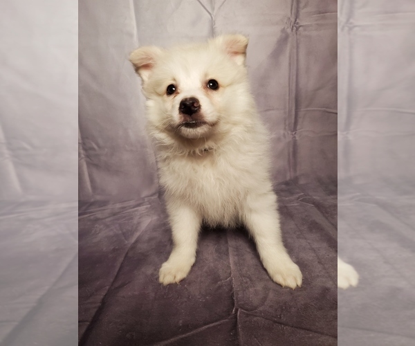 Medium Photo #1 American Eskimo Dog Puppy For Sale in GOSHEN, IN, USA