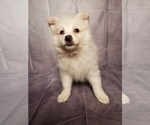 Small Photo #1 American Eskimo Dog Puppy For Sale in GOSHEN, IN, USA