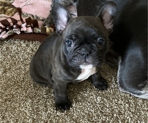 French Bulldog Puppy for sale in SUNDANCE, WY, USA