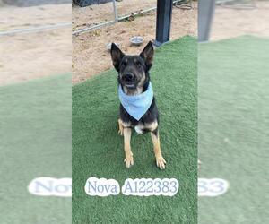 German Shepherd Dog Dogs for adoption in HESPERIA, CA, USA
