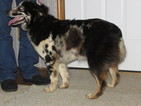 Small Photo #1 Australian Shepherd Puppy For Sale in LYNCHBURG, VA, USA