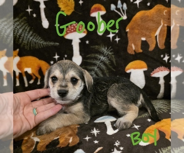 Medium Photo #24 Chizer Puppy For Sale in MONTEZUMA, GA, USA