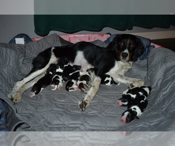 Medium Photo #1 English Springer Spaniel Puppy For Sale in LITCHFIELD, MN, USA