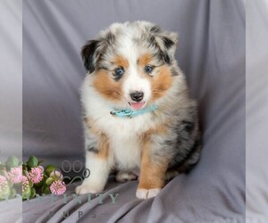 Miniature Australian Shepherd Puppy for sale in REBERSBURG, PA, USA