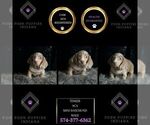Puppy Tinker AKC Dachshund