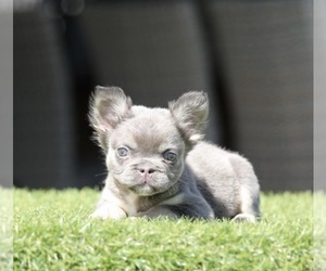 French Bulldog Puppy for Sale in CHICAGO, Illinois USA