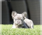 Small French Bulldog