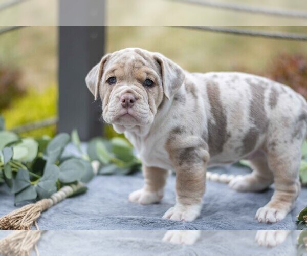 Medium Photo #2 Beabull Puppy For Sale in MILLERSBURG, OH, USA