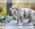 Small Photo #21 Beabull Puppy For Sale in MILLERSBURG, OH, USA