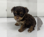 Small Photo #6 Shorkie Tzu Puppy For Sale in SELLERSBURG, IN, USA
