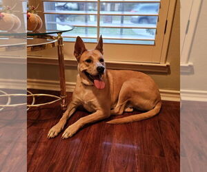 Akita-Unknown Mix Dogs for adoption in McKinney, TX, USA