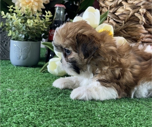 Medium Photo #3 Shih Tzu Puppy For Sale in CANOGA, NY, USA