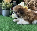Small #2 Shih Tzu