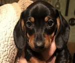 Small Photo #3 Dachshund Puppy For Sale in GARRETT, PA, USA