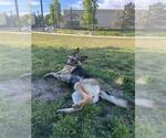 Small #2 German Shepherd Dog Mix