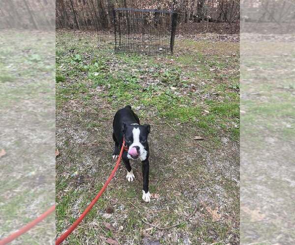 Medium Photo #2 Boston Terrier Puppy For Sale in New York, NY, USA
