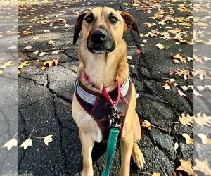 Sonar - Male Mutt Dog for Adoption - Photo #2