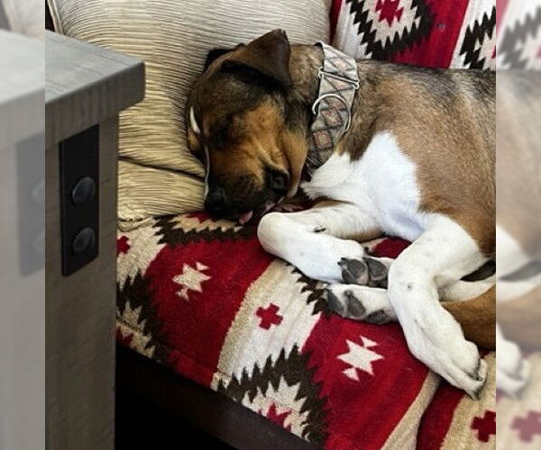 Medium Photo #14 American Pit Bull Terrier-Unknown Mix Puppy For Sale in Fargo, ND, USA