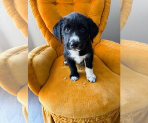 Mutt Dogs for adoption in Oak Bluffs, MA, USA