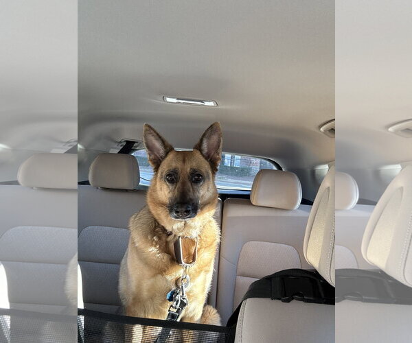 Medium Photo #2 German Shepherd Dog Puppy For Sale in McKinney, TX, USA