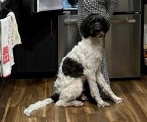 Medium Photo #4 Double Doodle Puppy For Sale in CHULA VISTA, CA, USA