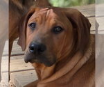 Small Coonhound Mix