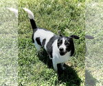 Small #1 Chihuahua
