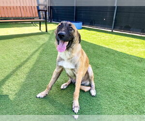 German Shepherd Dog Dogs for adoption in Orange, CA, USA
