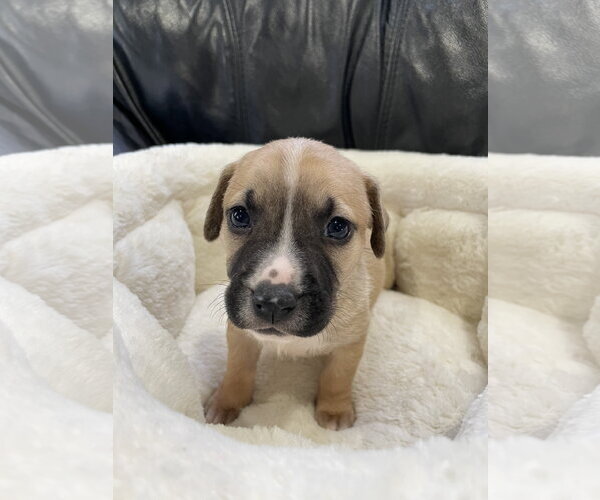 Medium Photo #14 Mutt Puppy For Sale in Derwood, MD, USA