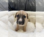 Small #13 Mutt