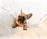 Small #10 French Bulldog