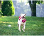 Small #8 Mutt