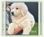 Small Great Pyrenees
