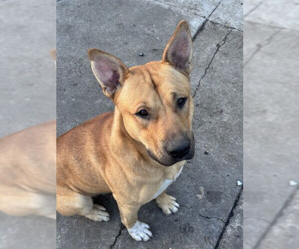 Medium Photo #1 German Shepherd Dog Puppy For Sale in Stockton, CA, USA