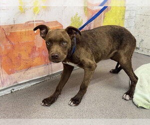 Mutt Dogs for adoption in San Bernardino, CA, USA