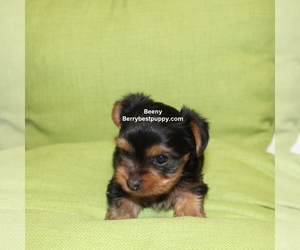 Yorkshire Terrier Puppy for sale in JUNIPER HILLS, CA, USA