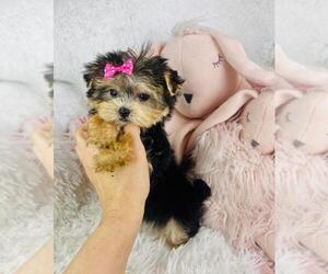 Maltipoo Puppy for sale in THONOTOSASSA, FL, USA