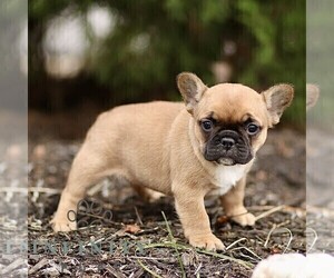 French Bulldog Puppy for sale in RONKS, PA, USA