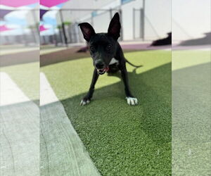 Jessi *Arriving 2/20* - Female Jack Russell Terrier-Labrador Retriever Mix Dog for Adoption - Photo #7