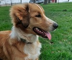 Small Photo #5 English Shepherd Puppy For Sale in VAN WERT, OH, USA