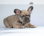 Small Photo #4 French Bulldog Puppy For Sale in PALM BCH GDNS, FL, USA