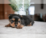 Small #1 Yorkshire Terrier