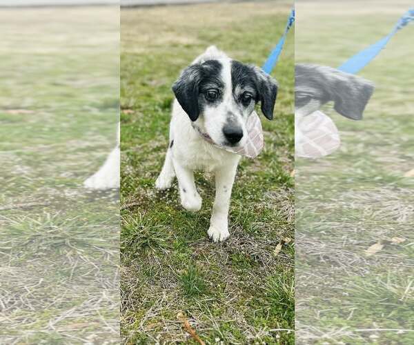 Medium Photo #9 Australian Shepherd-Unknown Mix Puppy For Sale in Hinton, WV, USA